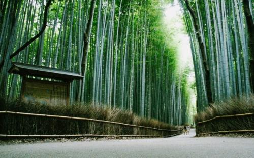 Бамбуковые рощи арасияма в Киото, Япония. 01