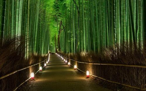 Бамбуковые рощи арасияма в Киото, Япония. 04