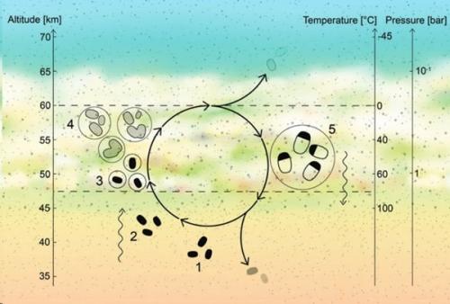 Астробиологи выживание микробов в атмосфере Венеры описали. 01 Астробиологи выживание микробов в атмосфере Венеры описали. 01