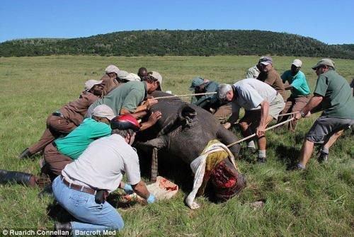 Настоящий айболит.  Герхард стинкамп - стоматолог для животных. 03