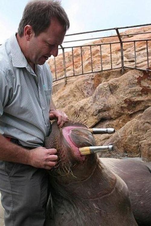 Настоящий айболит.  Герхард стинкамп - стоматолог для животных. 02