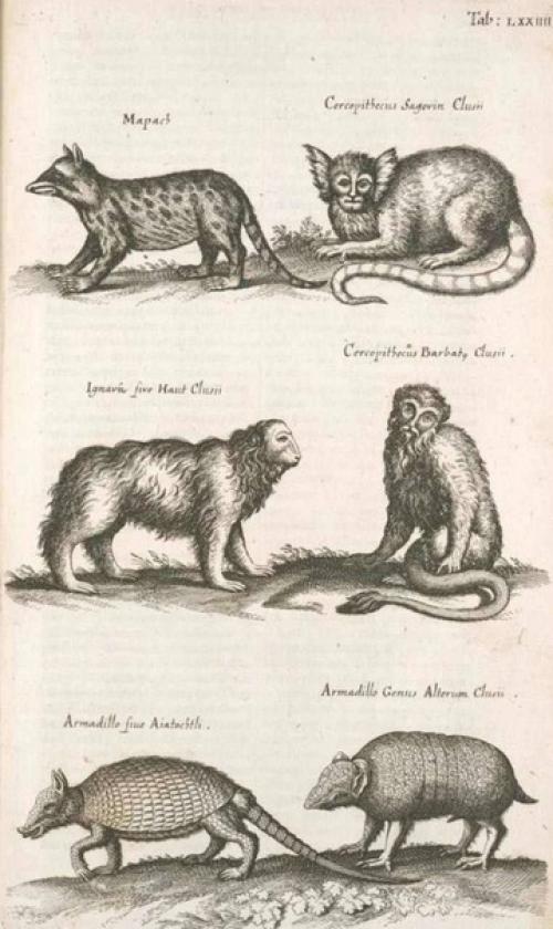 Йоаннес йонстонус (1603-1675) был ученым, специализировавшимся на флоре, фауне, медицине и некоторых других предметах. 03