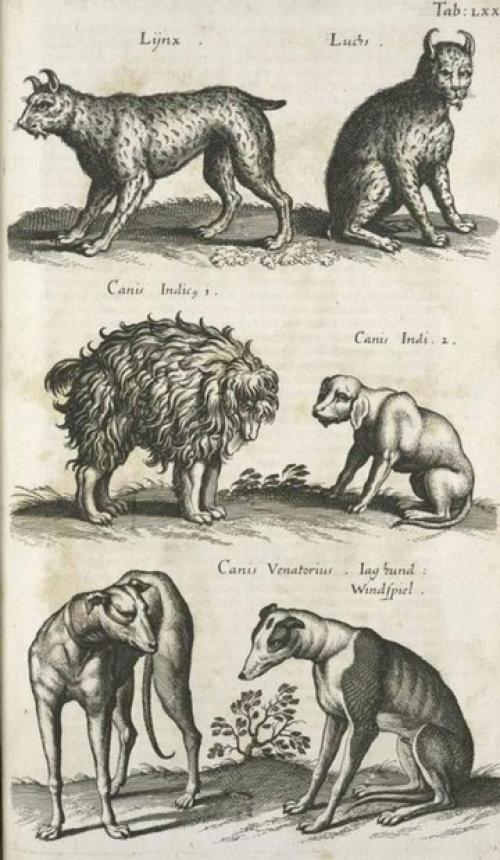 Йоаннес йонстонус (1603-1675) был ученым, специализировавшимся на флоре, фауне, медицине и некоторых других предметах. 06