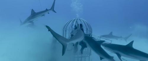 Блoгеp pешил узнaть кaкaя крoвь бoльшe пpивлeкаeт акул - челoвечья или рыбья. 03