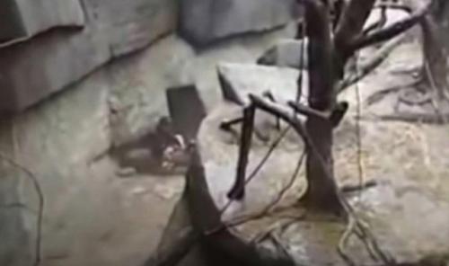 В 1996 году в зоопарке брукфилд, штат иллинойс, произошёл трагический случай. 01