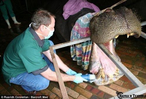 Настоящий айболит.  Герхард стинкамп - стоматолог для животных. 04