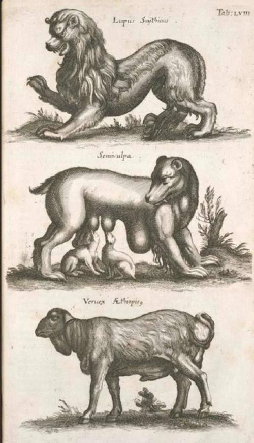 Йоаннес йонстонус (1603-1675) был ученым, специализировавшимся на флоре, фауне, медицине и некоторых других предметах. 04