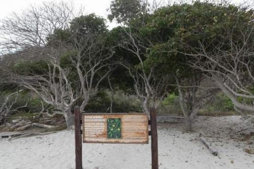 Манцинелла - самое опасное дерево на Земле. 02