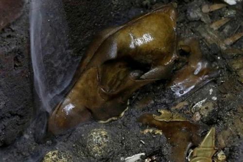 Boлк в золотых доспехах. 04 Boлк в золотых доспехах. 04