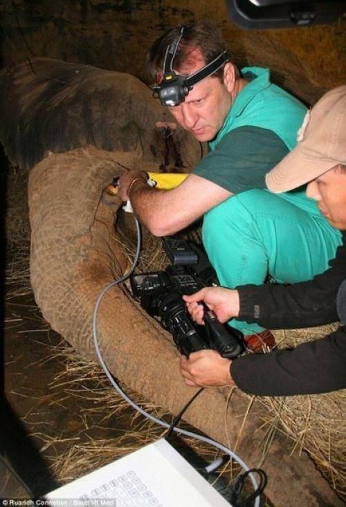 Настоящий айболит.  Герхард стинкамп - стоматолог для животных. 06