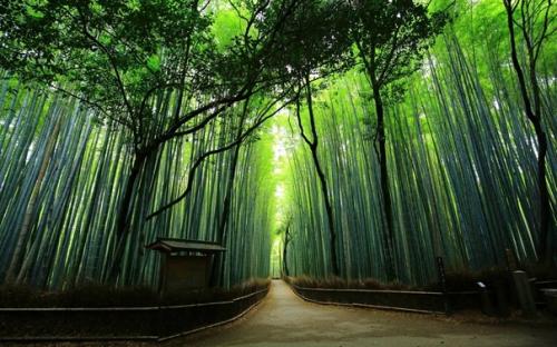 Бамбуковые рощи арасияма в Киото, Япония. 03