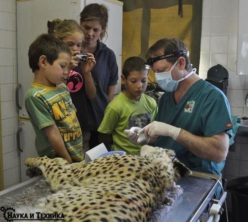 Настоящий айболит.  Герхард стинкамп - стоматолог для животных. 07