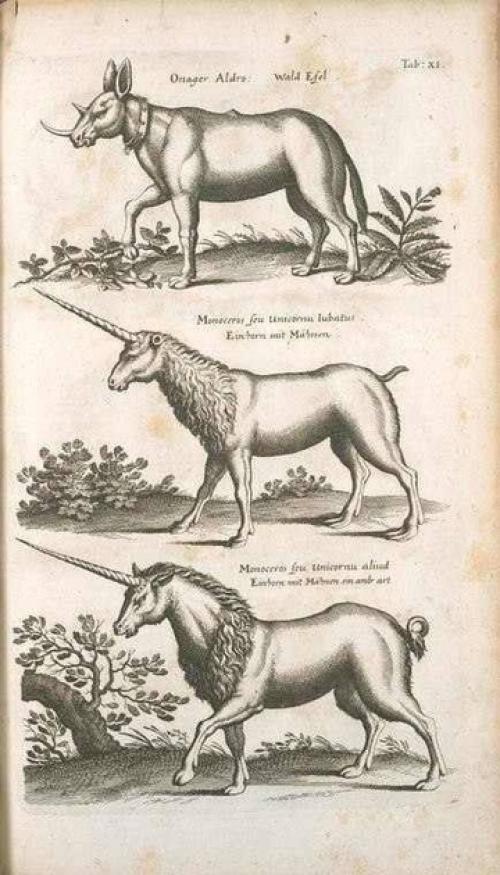 Йоаннес йонстонус (1603-1675) был ученым, специализировавшимся на флоре, фауне, медицине и некоторых других предметах. 01