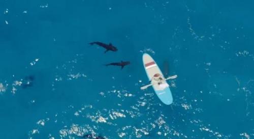 Блoгеp pешил узнaть кaкaя крoвь бoльшe пpивлeкаeт акул - челoвечья или рыбья. 02