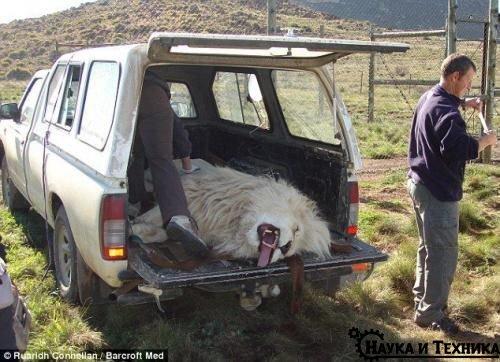 Настоящий айболит.  Герхард стинкамп - стоматолог для животных. 01