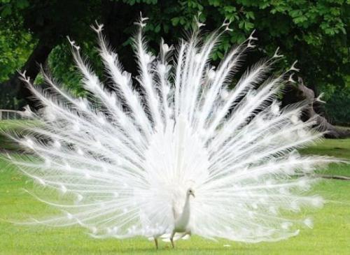 Животные - альбиносы.  Альбинизм (лат. 06