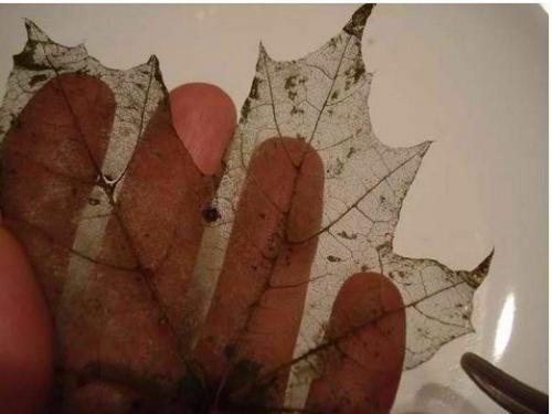 Скелетирование листьев. ( Art). 08