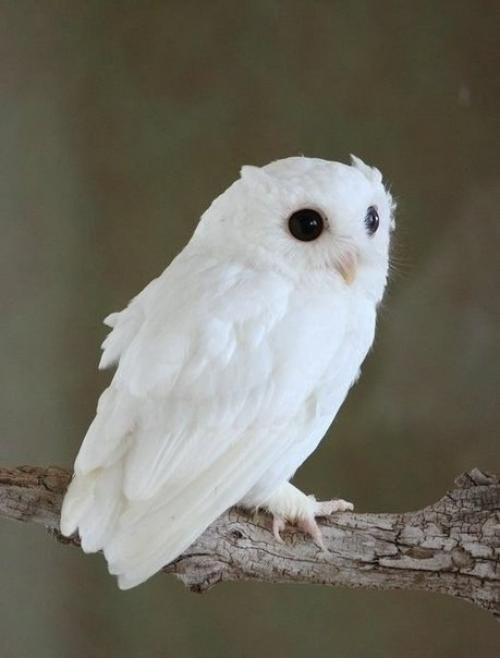 Животные - альбиносы.  Альбинизм (лат. 02