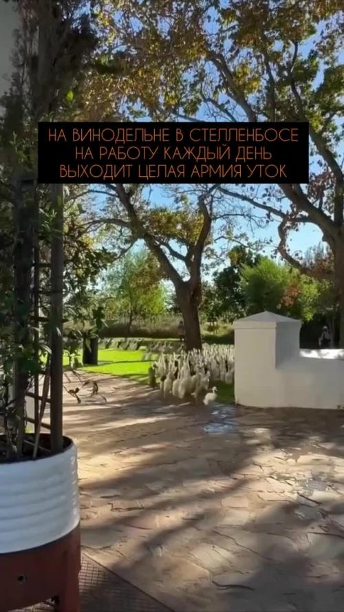 На винодельне в южноафриканском стелленбосе каждый день 