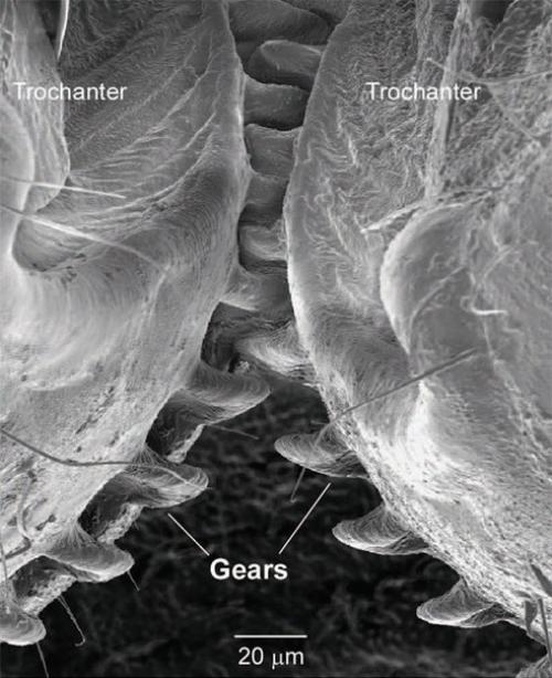 Шестеренки в живых организмах.
