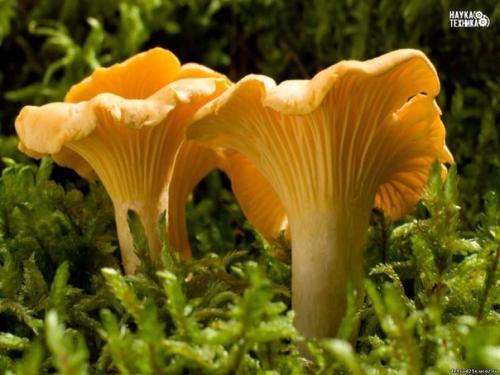 Не задумывались, почему лисички никогда не бывают червивыми? 

