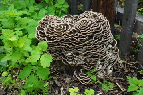 Существует мнение, что грибы имеют космическое, а не земное происхождение. 03