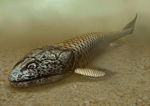 Нестыковки в эволюции: виды есть, а предков нет. 01 Нестыковки в эволюции: виды есть, а предков нет. 01