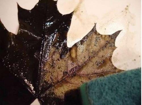 Скелетирование листьев. ( Art). 06