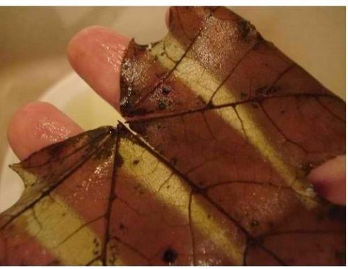 Скелетирование листьев. ( Art). 07