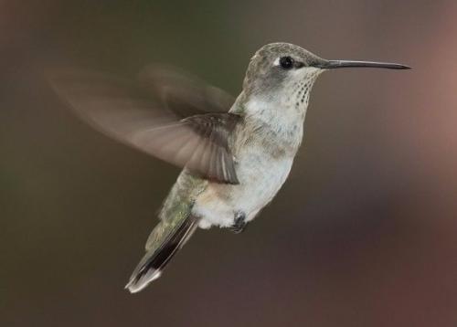 Колибри воспользовались пищевыми предпочтениями ястребов для защиты от соек. Колибри воспользовались пищевыми предпочтениями ястребов для защиты от соек.