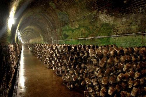 Существует мнение, что грибы имеют космическое, а не земное происхождение. 01