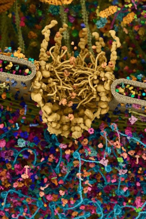 Самая детальная модель человеческой клетки. 01