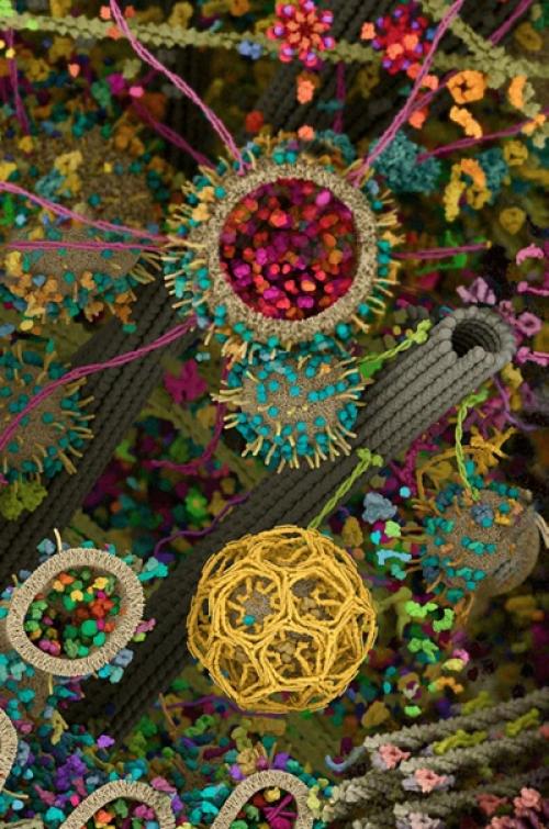 Самая детальная модель человеческой клетки. 05