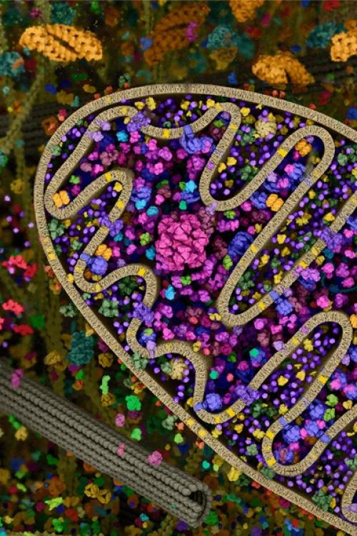 Самая детальная модель человеческой клетки. 03