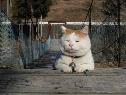 Широнеко - кот, который живет в Японии и считается одним из самых ленивых в мире. 06