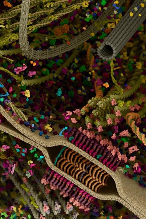 Самая детальная модель человеческой клетки. 07