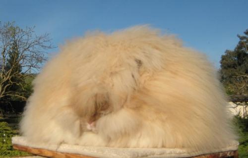 Ангорский кролик: как живётся породе, которая больше похожа на облако, чем на животное? 02