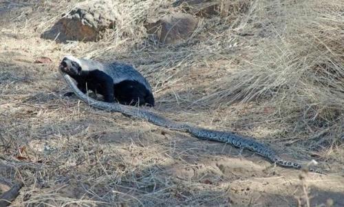 Не шутите с этим животным! 05