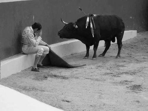 Это удивительное фото ознаменовывает окончание карьеры тореро альваро мунера.  