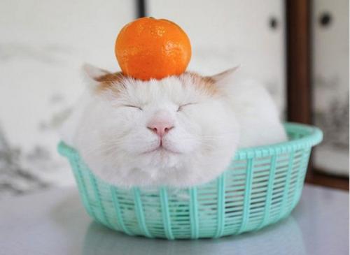 Широнеко - кот, который живет в Японии и считается одним из самых ленивых в мире. 07