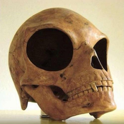 Череп острова силенд: ученые не знают, кому он принадлежит. 01 Череп острова силенд: ученые не знают, кому он принадлежит. 01