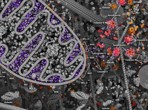 Самая детальная модель человеческой клетки. 08