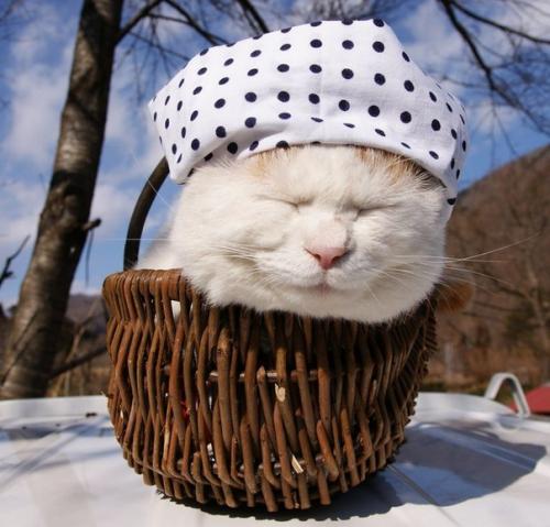 Широнеко - кот, который живет в Японии и считается одним из самых ленивых в мире. 05