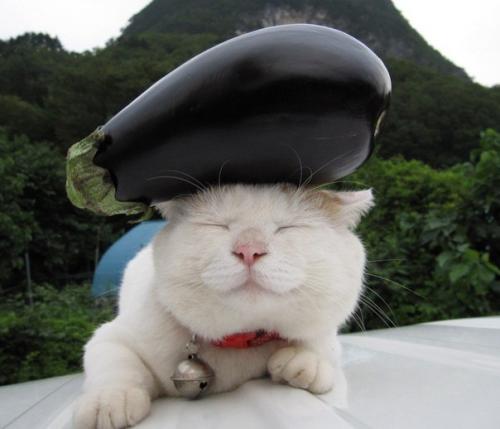 Широнеко - кот, который живет в Японии и считается одним из самых ленивых в мире. 03