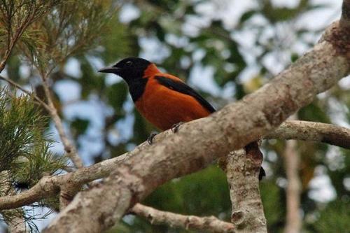 Ядовитые насекомые никого не удивляют, а ядовитые птицы? Ядовитые насекомые никого не удивляют, а ядовитые птицы?