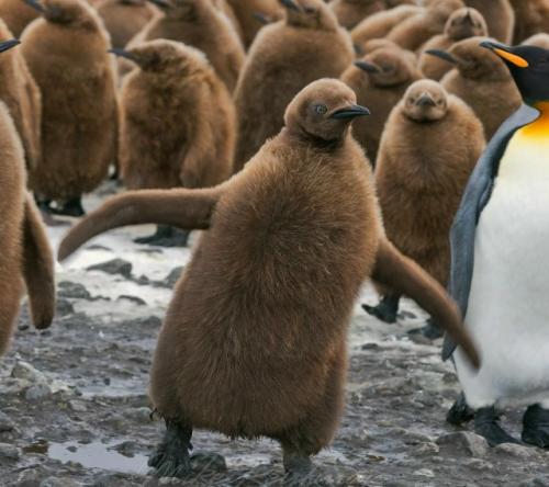 Так называемые коричневые пингвины - вовсе не редкий или отдельный вид, как может показаться на первый взгляд. 

