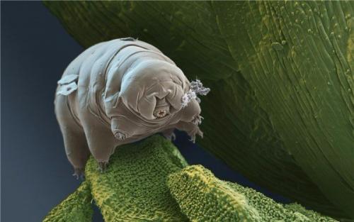 Ученые успешно разморозили животных после 30 лет заморозки.