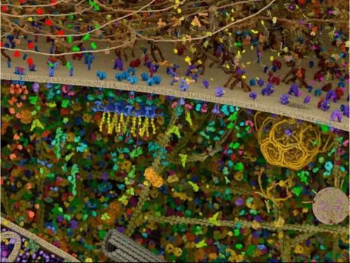 Самая детальная модель человеческой клетки. 04