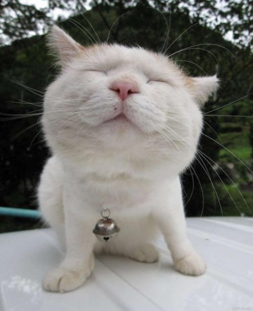 Широнеко - кот, который живет в Японии и считается одним из самых ленивых в мире. 04