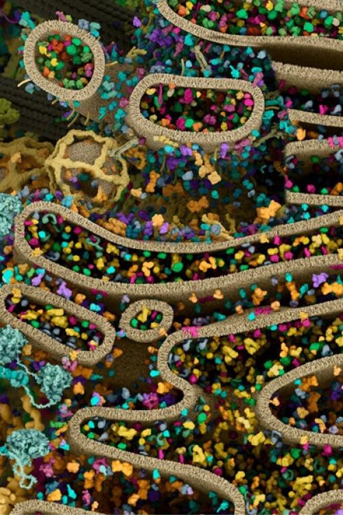 Самая детальная модель человеческой клетки. 02